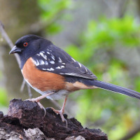 Spotted Towhee